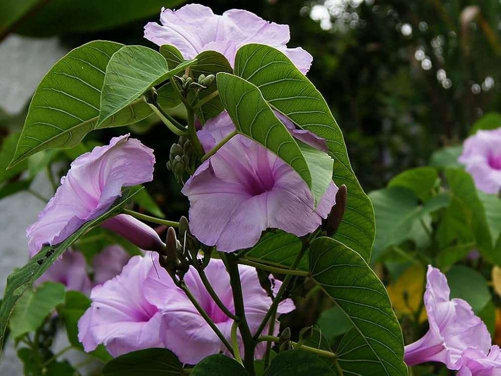 Bush Morning Glory (Ipomoea carnea)